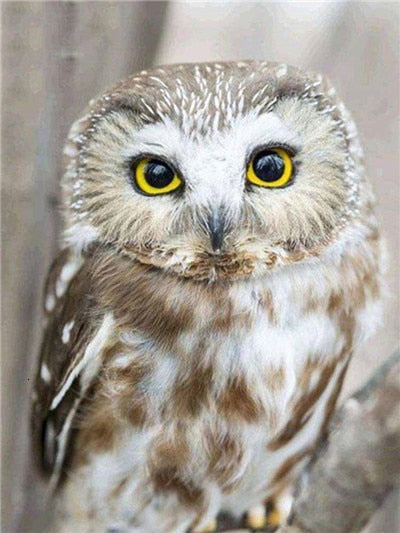 Owl Beauty Diamond Painting Kit