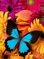 Butterfly Floral Splendor - Diamond Painting Kit