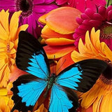 Butterfly Floral Splendor - Diamond Painting Kit