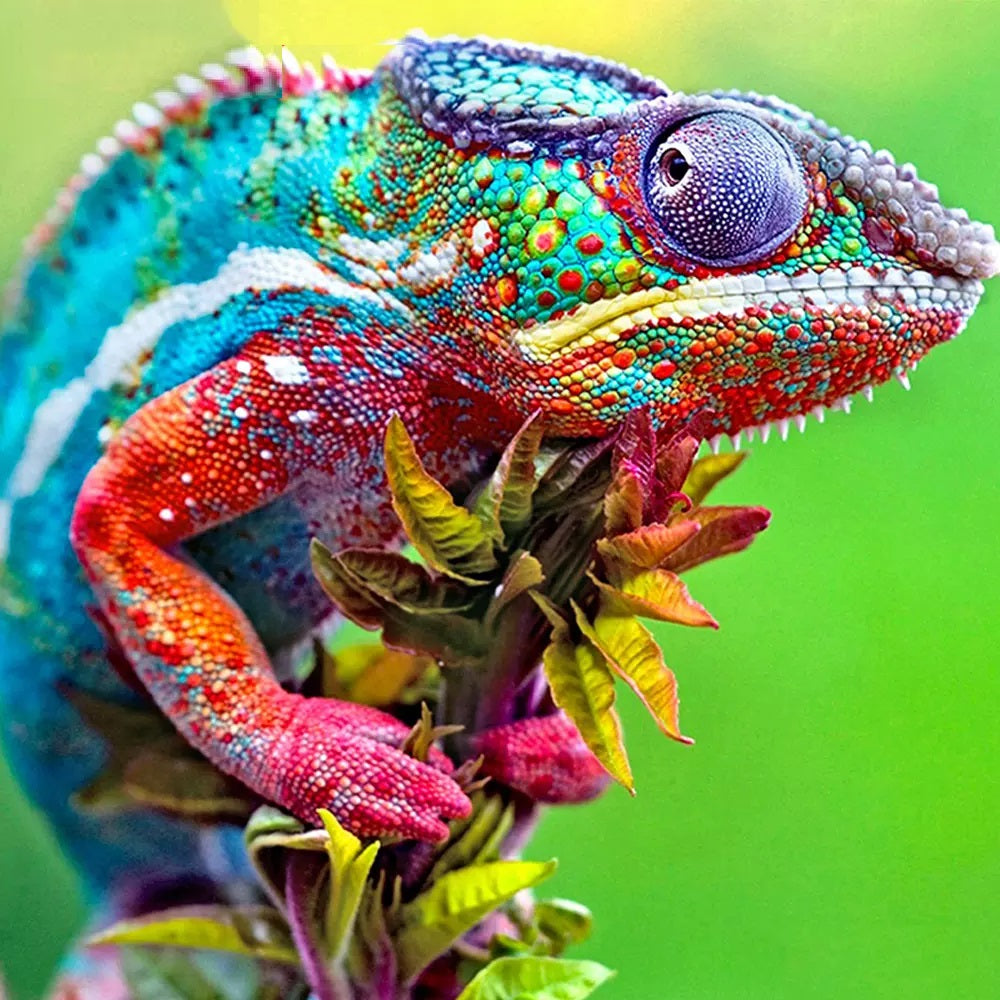 
                  
                    Chameleon  Diamond Painting Kit
                  
                