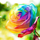 Rainbow Rose - Diamond Painting Kit