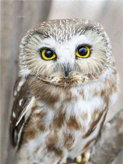 Owl Beauty - Diamond Painting Kit