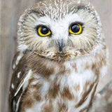 Owl Beauty Diamond Painting Kit