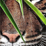 Tiger Leaf - Diamond Painting Kit
