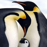 Penguin Family - Diamond Painting Kit