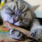 Cat Teeth Cleaning Sticks