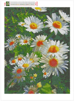 Daisy Flower - Diamond Painting Kit