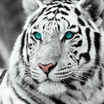 White Tiger - Diamond Painting Kit